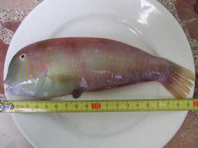 Il Pesce pettine (Xyrichthys novacula). Foto di Paucabot